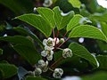 Actinidia arguta IMG_2581 Aktinidia ostrolistna